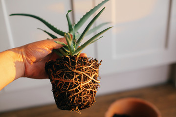 repotting plant. hand holding aloe vera with roots in ground, repot to bigger clay pot indoors. care of plants. succulent on wooden background. gardening concept
