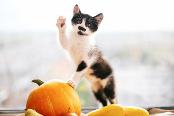 Kitty sitting on pumpkin and playing in light and zucchini, apples and pears on wood. Happy...