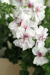 White and purple pelargonium photographed up close