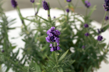 Fototapeta premium Close up flower on lavender plant with blurred out background