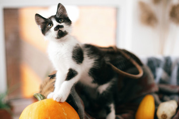 Cute kitty standing on pumpkin at cozy wicker basket and zucchini in light on wooden background. harvest and hello autumn concept. Happy Thanksgiving and Halloween.