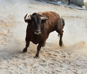 toro en espa&ntilde;a con grandes cuernos