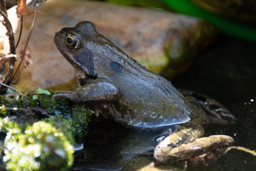 frosch