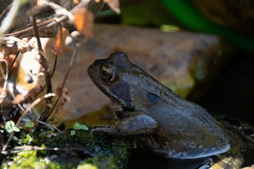 frosch
