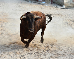 toro en espa&ntilde;a con grandes cuernos