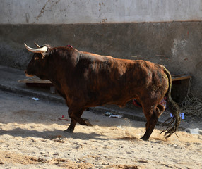 toro en españa con grandes cuernos