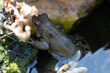 frosch