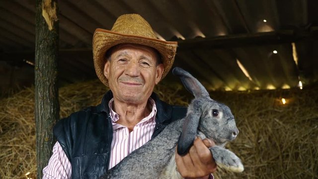 An elderly farmer in a straw hat is holding a large gray rabbit. Portrait of a man in the background of hay