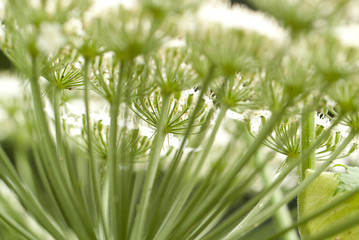beautiful fluffy cow-grass flower with an unusual umbellate inflorescence