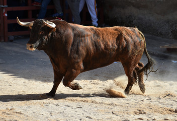 toro en espa&ntilde;a con grandes cuernos