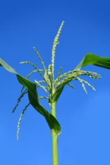 corn, seeds, flower, plant, green, nature, leaf, isolated, white, wheat, flower, grass, agriculture, leaves, field, spring, sky, stem, food, bamboo, branch, corn, natural, flora, growth, macro, grow
