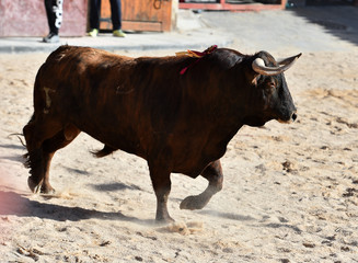 toro en españa con grandes cuernos
