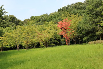 愛知 緑地公園 夏 日中 ハイキングコース 散策 芝生 広場