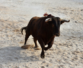 toro en españa con grandes cuernos