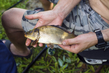Fisherman holding and showing your catch. A beautiful crucian carp of medium size.