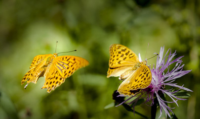 Argynnis paphia