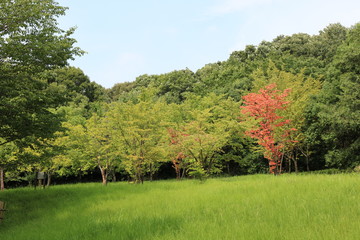 Fototapeta na wymiar 愛知 緑地公園 夏 日中 ハイキングコース 散策 芝生 広場