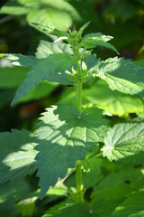 nettle, plant, green, leaf, nature, herb, leaves, mint, nettle, garden, fresh, food, foliage, tree, summer, herbal, macro, closeup, spring, forest, growth, natural, stinging, flora, medicine, grass