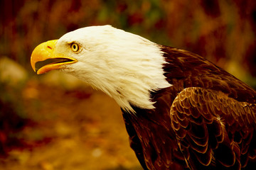 Bald Eagle