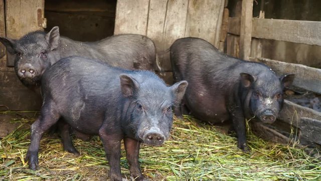 Black Vietnamese pigs in a cage on a farm