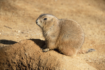 Prairie Dog