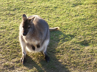 Wallaby