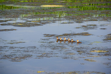 Ducklings Swimming Pond 10