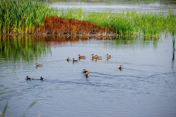 Ducklings Swimming Pond 3