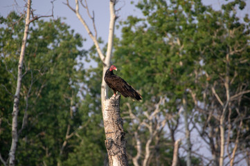 Perching Turkey Vulture 4
