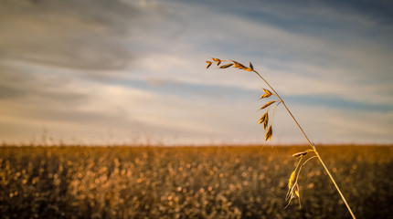 Obraz premium Crop Bokeh