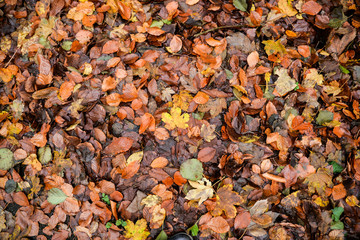 Colored wet autumnal leaves