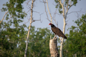 Turkey Vulture Close Up 6