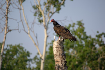 Turkey Vulture resting on Snapped Tree 4
