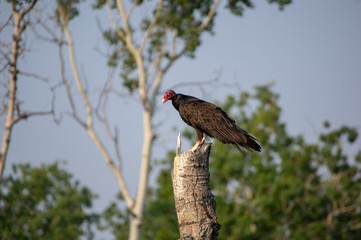 Turkey Vulture resting on Snapped Tree 5