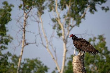 Turkey Vulture resting on Snapped Tree 2