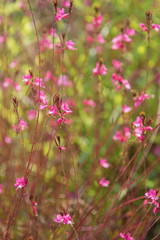 Flowers in the summer closeup
