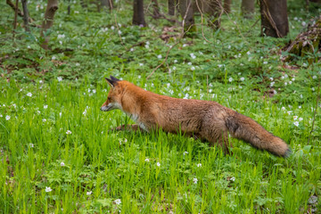 Wilder Rotfuchs im Harz