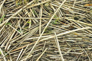 Dry reed lying messy as a background.