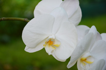 orchid, flower, white, spring, nature, plant, bloom, blossom, green, garden, flowers, beautiful, orchid, beauty, petal, yellow, floral, blooming, summer, macro, apple, flora, pink, leaf, petals, close