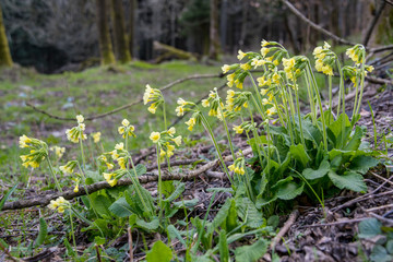 Schlüsselblumen