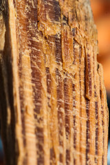 A close look on torn piece of wood - beauty can be found in simplicity