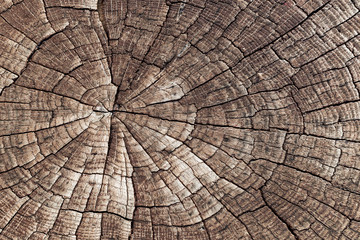 Wooden texture background. Close-up old cracked aged tree cut log. Detail woodentree trunk