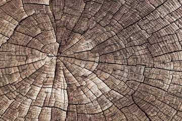 Fototapeta premium Wooden texture background. Close-up old cracked aged tree cut log. Detail woodentree trunk