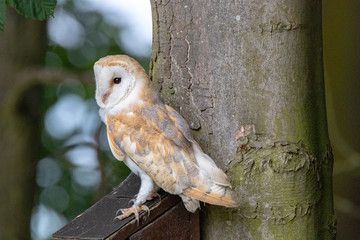 Barn Owl