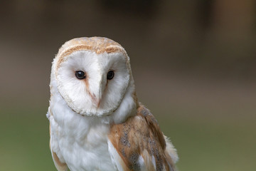 Barn Owl