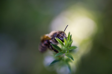abeille fond blanc thym