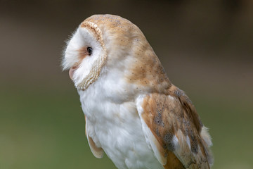 Barn Owl
