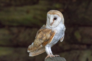 Barn Owl