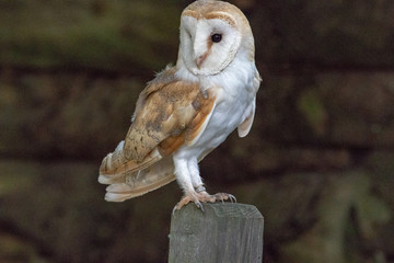Barn Owl