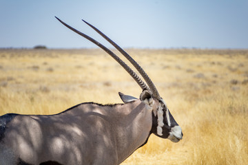 ORIX antilope Parc national Etosha en Namibie Safari 
